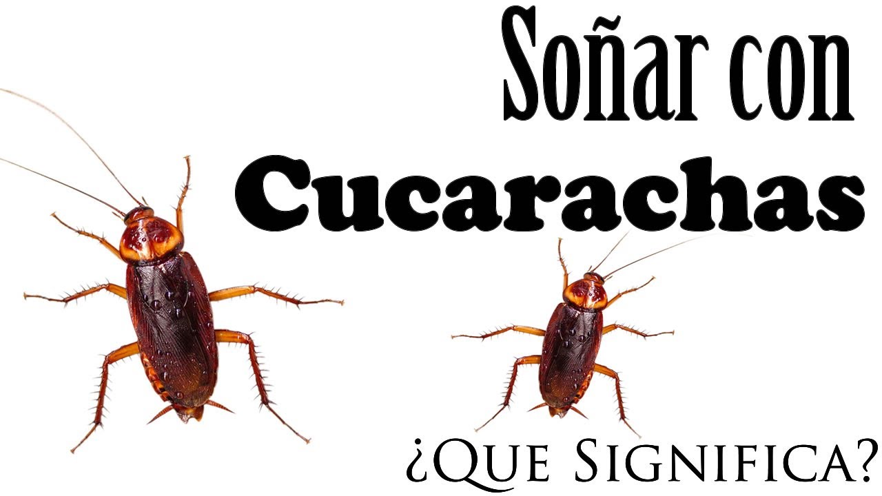 Soñar con cucarachas