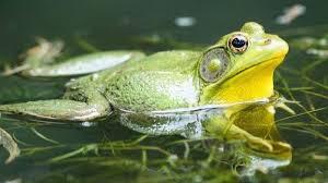 Qué significa soñar con sapos